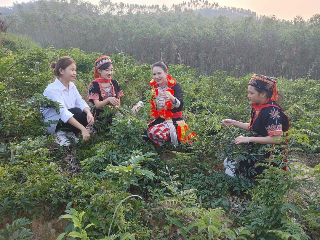 Dân tộc người dao - Thảo dược tuệ tâm